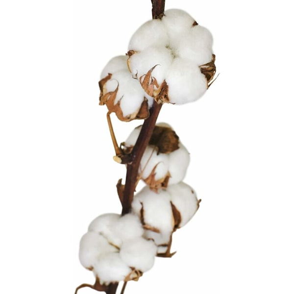 3 grenar av äkta bomull - 50 cm - 7 till 9 blommor per bomullsgrens - äkta växt, torkad, mycket hållbar - vacker dekoration med stil