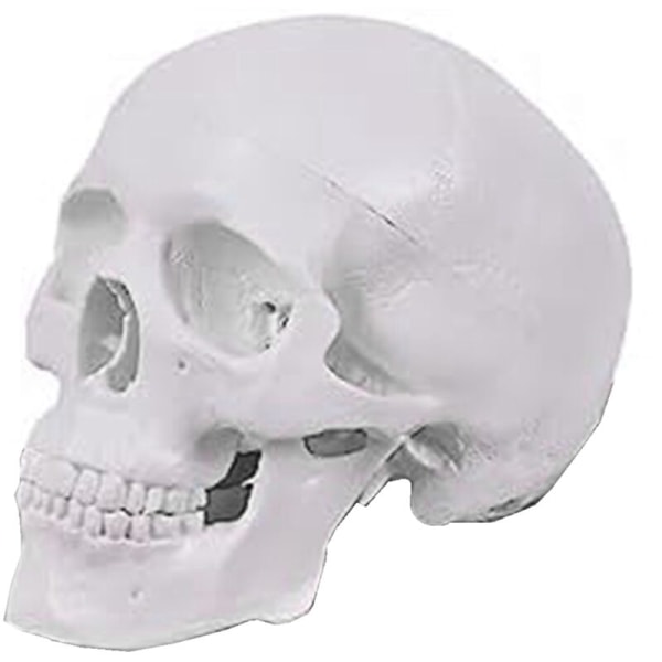 Mini Human Skull Model, 3-Part Anatomical Skull Model with Removable Skull Cap and Articulated Mandible