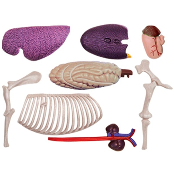 4D Eläimen Elinjärjestelmän Anatomiamalli Hevonen Älykäs Kokoamislelu DIY Opettava Anatomiamalli Tieteen Popularisointilaite