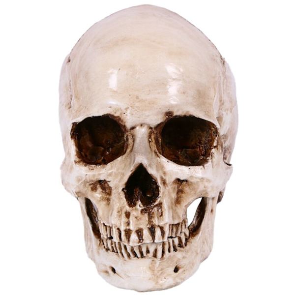 Hodeskalledekor Prop Skjelett Hode 1:1 Modell Halloween Stil Spøkelseshusfest Dekorasjon Festival Rekvisita
