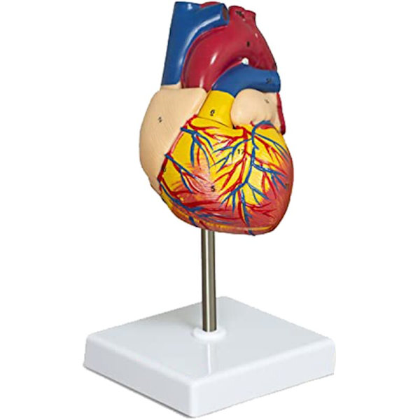 Hjärtmodell, 2-delad Deluxe Human Heart Model Anatomi med 34 Anatomiska Strukturer, Anatomiskt Hjärta
