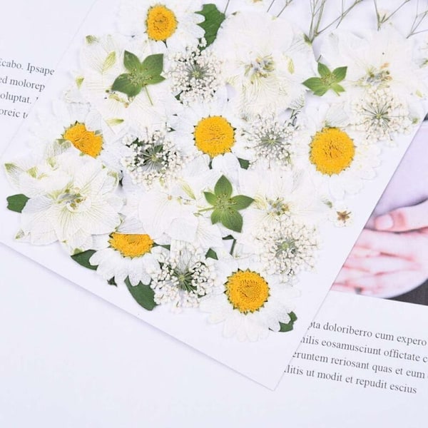 Naturlige tørkede pressede blomster, vakre ekte tørkede blomsterblader og blader presset herbarium blomst for DIY harpiks håndverksproduksjon kunst blomsterdekorasjoner-DEN