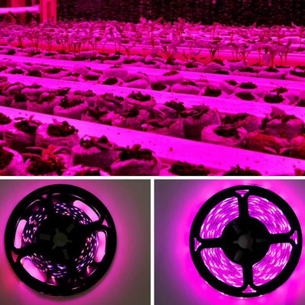 5V 3 meter växtlampa LED växtlampor fullspektrum fröplanta blomma Phyto lampa för inomhus hydroponisk växt