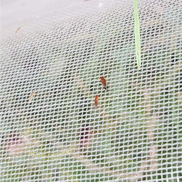 Blind Have Netting til Beskyttelse af Planter og Blomster mod Insekter og Fuglefoder (Hvid, 3 x 6 M)