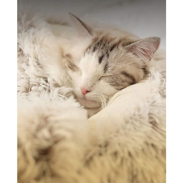 Fluffy Cat Basket Anti Stress Extra Pehmeä Rentouttava Koiranpeti XL So فا Comfortable Washable Home, Cushion, Non-Slip (50cm, Brown),