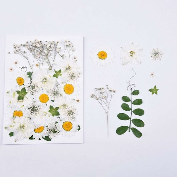 Naturlige tørkede pressede blomster, vakre ekte tørkede blomsterblader og blader presset herbarium blomst for DIY harpiks håndverksproduksjon kunst blomsterdekor