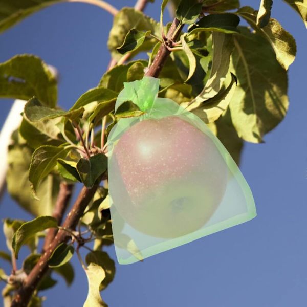 50 st 15x20cm Druvskyddspåse Grön Frukt Skyddspåse med dragsko Organza Påse Transparent Nätpåse Förhindra Getingar Drosophila Insekter