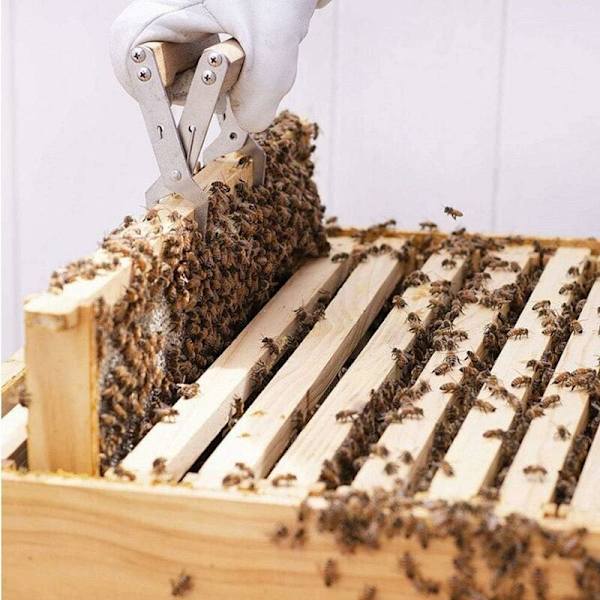 Rustfrit Stål Bikube Ramme Løfter Tang, Biavlerværktøj Bikube Ramme Greb Holder