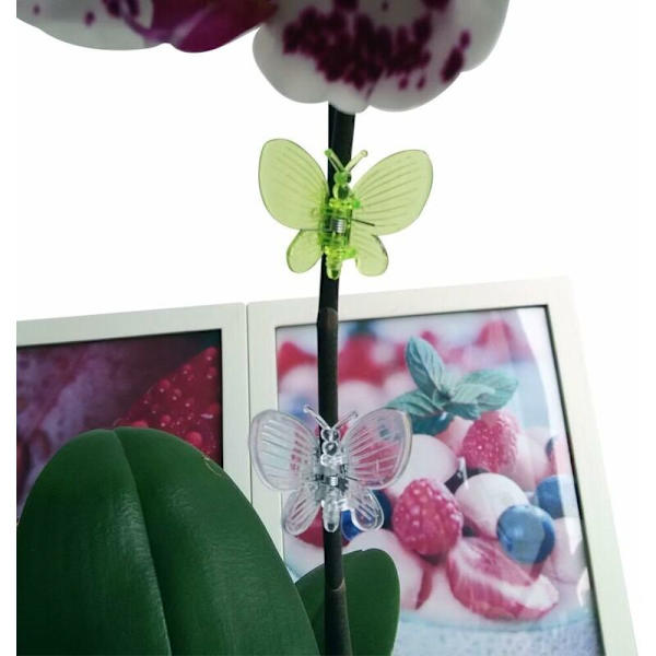 30 st Fjärilsorkidéklämmor, Växtklämmor, Trädgårdshållare Klämmor Söta Blomklämmor