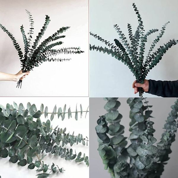 10 Pakke Naturlige Tørrede Eucalyptus Bundter, Konserverede Friske Eucalyptus Grene til Blomsterarrangementer, Bryllupsdekoration