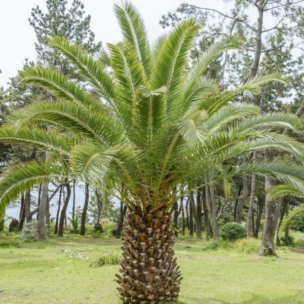 Kanarieöns palm