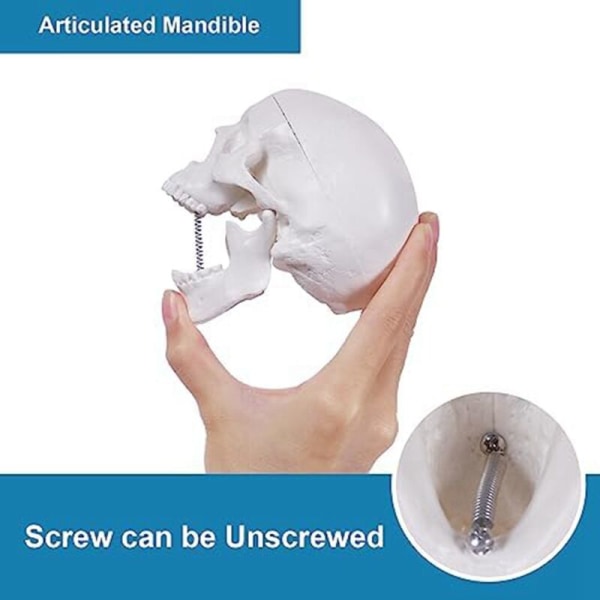 Mini menneske kraniemodel, 3-delt anatomisk kraniemodel med aftagelig kraniehætte og leddelt underkæbe