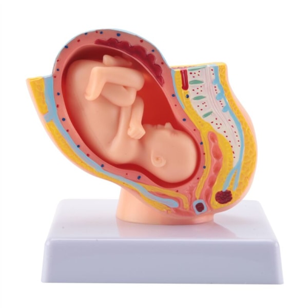 Ihmisen raskauden sikiön kehitys 9. kuukausi Alkio Lantion malli Sikiö Istukka Anatomia