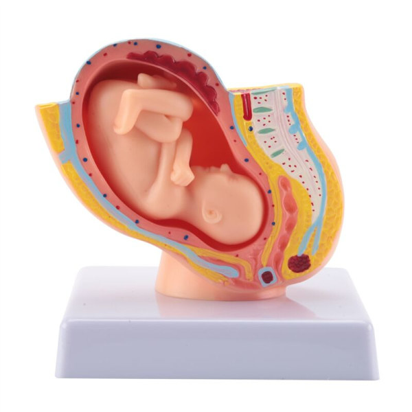 Mänsklig graviditet Fetal utveckling 9:e månaden Embryonisk bäckenmodell Foster Placenta Anatomi