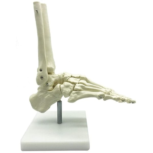 1:1 Fodanatomi Model Menneskeligt Skelet Fod og Ankel med Stængel Anatomisk Model Anatomi Undervisningsressourcer