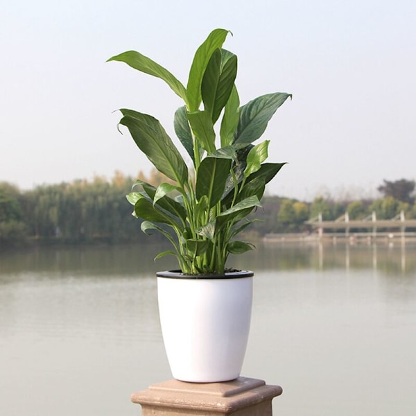 Lättja Blomkruka Kreativ Automatisk Vattenabsorption Succulent Växt Harts Hydroponisk Kruka Rund Harts Blomkruka