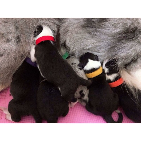 Pentujen tunnistuskaulus, pentujen tunnistuskaulus, pentujen tunnistuskaulus, pentujen syntymä, kissanpentujen kaulus, kissanpentujen kaulus, säädettävä pentujen kaulus, pentu