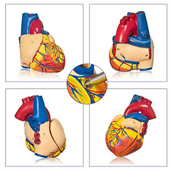 Hjärtmodell, 2-delad Deluxe Human Heart Model Anatomi med 34 Anatomiska Strukturer, Anatomiskt Hjärta