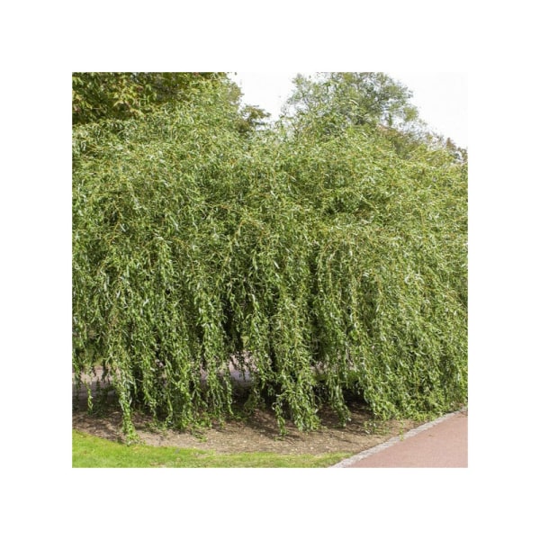 Twisted Weeping Willow