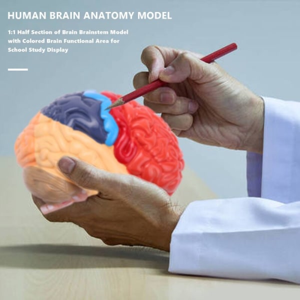 Anatomi av hjernen Anatomisk modell 1: 1 Halv hjerne hjernestamme Undervisningslaboratorieutstyr