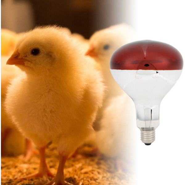 Kyllingevarmelampe, Rød Pære til Opdræt, 220V / 250W