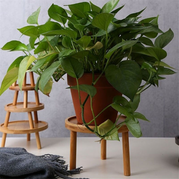 Blomsterpottebakke Træ Blomsterhylde Indendørs Kontor Stue Sukkulenter Pothos Base Stående Vase