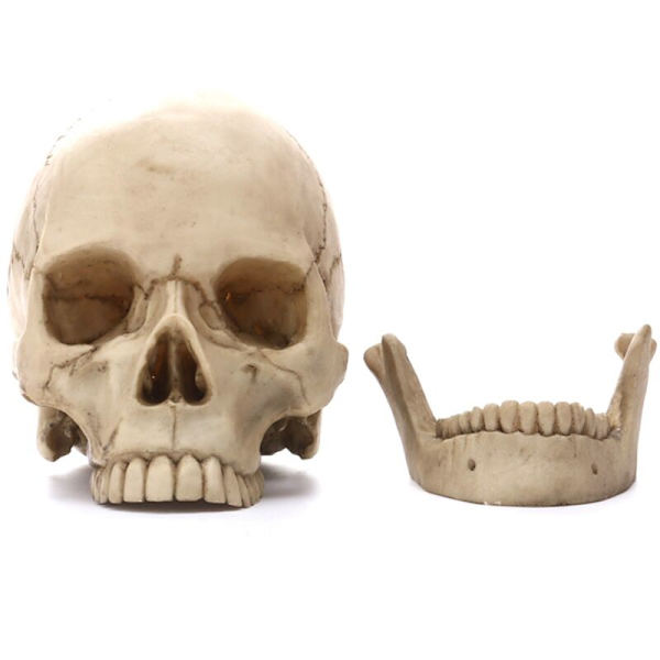 Menneske kranium statue til boligindretning, harpiks figurer, Halloween dekoration, skulptur, undervisning, skitsemodel, håndværk
