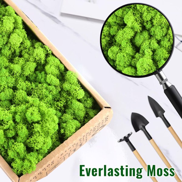 Dekorativ Mossa, 500g, Konserverad, Renad, för Hantverk, Dekorativ Mossa för Påsk, Jul, för Modellbygge, Handgjord, Mossbild Dekoration