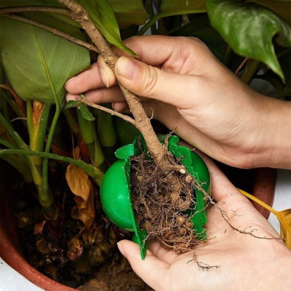Podeboks med rotningskontroll for planter - Botanisk rotkontroll (20 stk., grønn),
