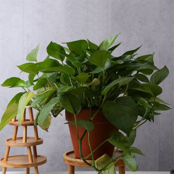 Blomsterpottebakke Træ Blomsterhylde Indendørs Kontor Stue Sukkulenter Pothos Base Stående Vase