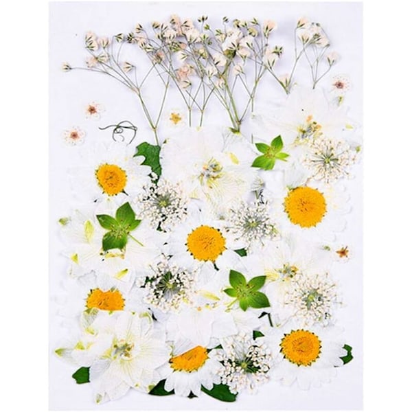Naturlige tørkede pressede blomster, vakre ekte tørkede blomsterblader og blader presset herbarium blomst for DIY harpiks håndverksproduksjon kunst blomsterdekorasjoner-DEN