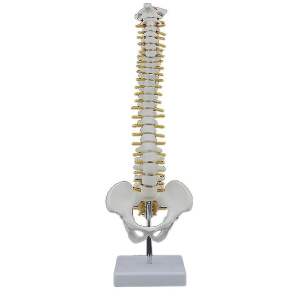45cm Människoryggrad med bäckenmodell Mänsklig anatomisk anatomi Ryggradsmodell Spinalpelarmodell+stativ F-m