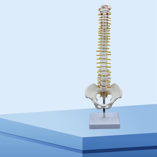 45cm Människoryggrad med bäckenmodell Mänsklig anatomisk anatomi Ryggradsmodell Spinalpelarmodell+stativ F-m