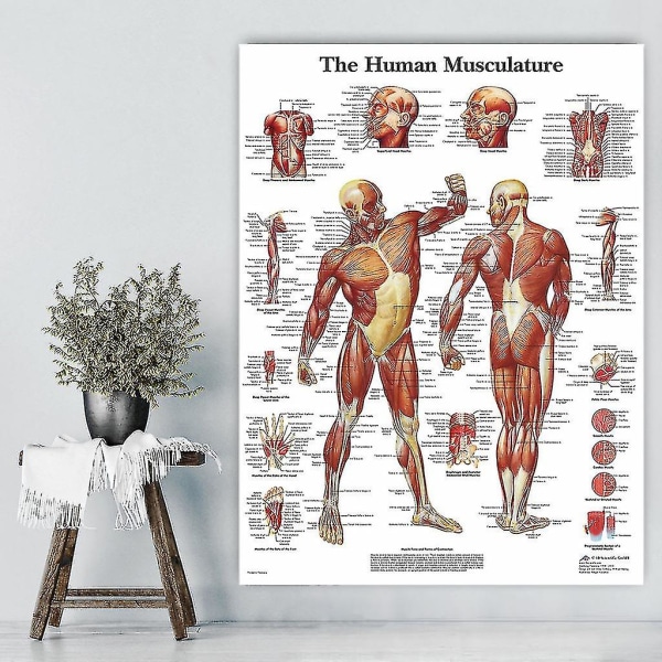 En anatomisk plakat med en fordeling av menneskelige muskler. Passer for undervisning-yujia