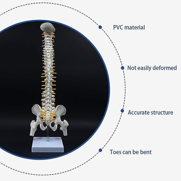 45CM Menneskelig Rygsøjle med Bækken Model Menneskelig Anatomisk Anatomi Rygsøjle Model Rygsøjle Model+Stativ F