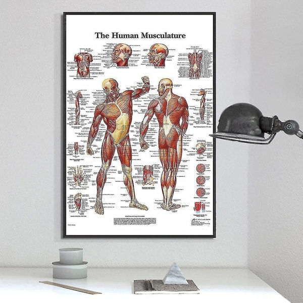 En anatomisk plakat med en fordeling av menneskelige muskler. Drakt for undervisning-yujia