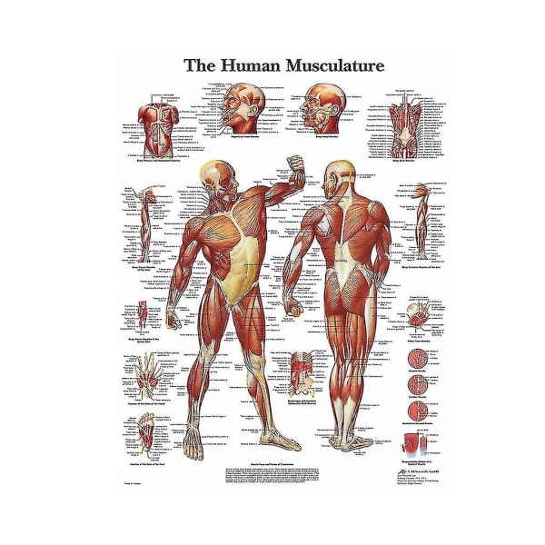 En Anatomisk Affisch Med En Fördelning Av Mänskliga Muskler. Kostym för undervisning-yujia