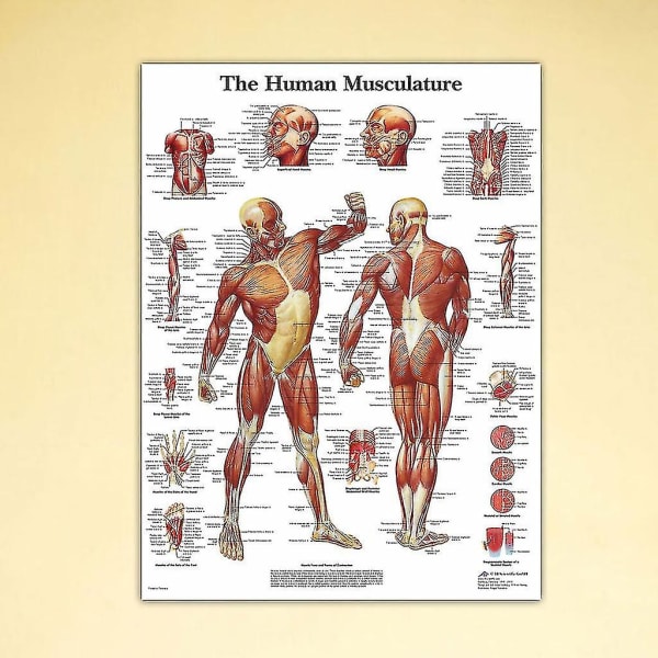 En anatomisk plakat med en fordeling av menneskelige muskler. Drakt for undervisning-yujia
