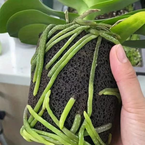 Speciell kolfibersvampblockskopp för Phalaenopsis-orkidé, andningsbart växtmedium mot rotröta för omplantering av bambuorkidéer