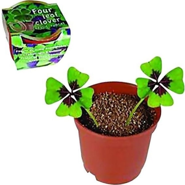 4-bladsklöver att plantera med 2 kruklökar Funktioner: 4-bladsklöver i kruka Innehåll: 2 oxalyslökar, 1 kruka, 1
