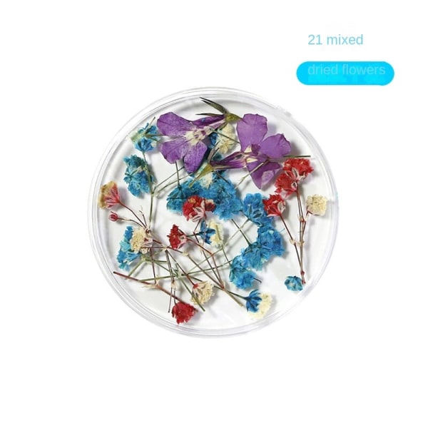 Kynsikoristeet Nail Art Ins Style -tyyliin 24 luonnollista kaunista narsissin kukkaa 21 Dried Flower fingernail decoration