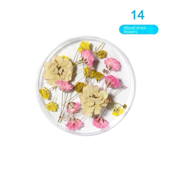 Kynsikoristeet Nail Art Ins Style -tyyliin 24 luonnollista kaunista narsissin kukkaa 14 Dried Flower fingernail decoration