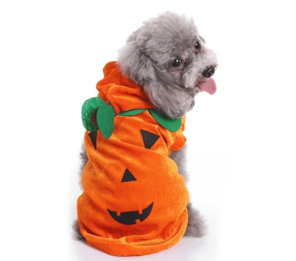 Kæledyrstøj til Halloween-fest type4 L type4 L
