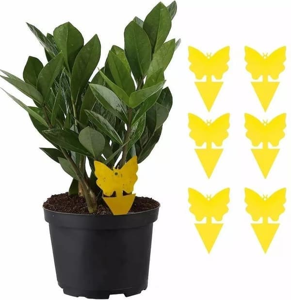 100-pack - Flugfångare / Flugfälla / Myggfångare - Fångar flugor-XF4-