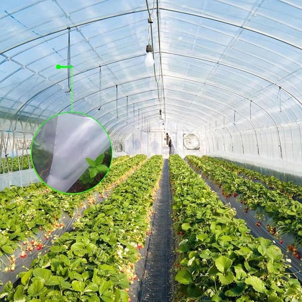Drivhusfolie, transparent drivhusfolie, til havetunneldrivhuse af polyethylen (2 x 6m)
