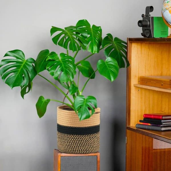 Vævet bomuldsurtepotte 20x20 cm med foring - Rund brun/sort kurv til indendørs planter