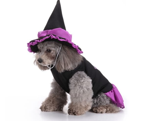 Kæledyrstøj til Halloween-fest type5 L type5 L