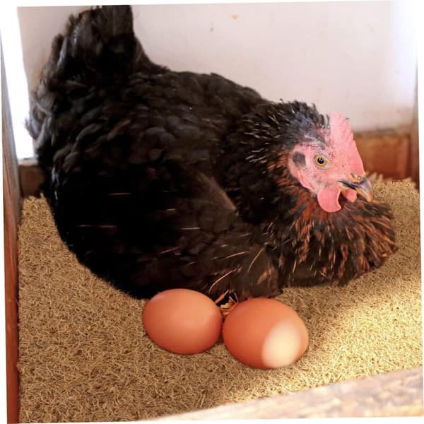 Stykker Kokosfiber Redeunderlag, Sengetøy til Hønebokser, Fjørfeoppdrettsunderlag til Hønsehusgulv, Hvilemateriale, Eggbeskyttelse