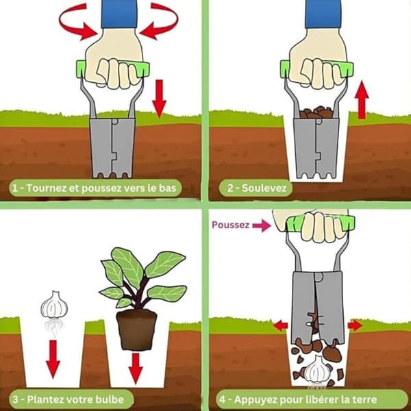 Hagetransplanter - Løkplanter - Hageplanteplanter