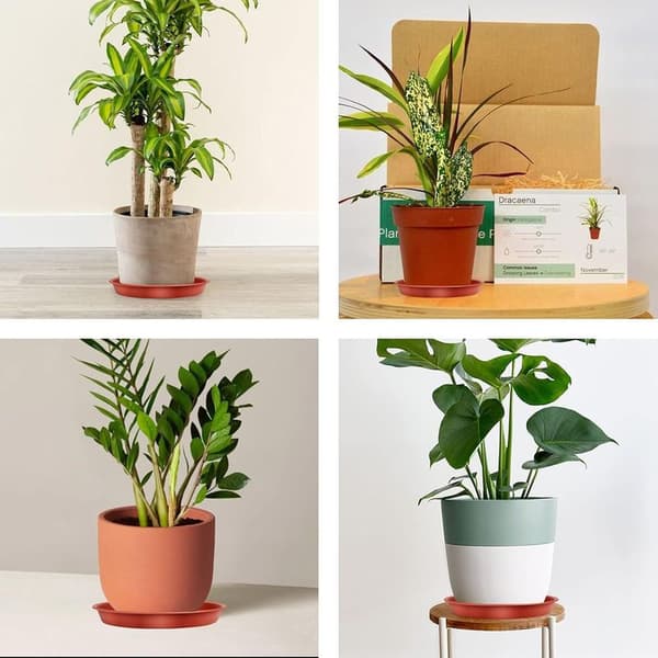 Set med 5 växtfat, blomkruksfat, planteringsbrickor för inomhus- och utomhusbruk, trädgård - 16 cm
